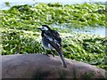 SS0697 : Pied Wagtail, Manorbier Beach by Robin Drayton