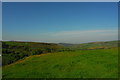 Pasture at Axe Edge Green Farm