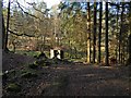 Path through the Squirrel Wood