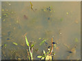 Tadpoles in Red Cross Gardens pond