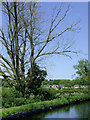 SO8697 : Dead tree by canal near Castlecroft, Wolverhampton by Roger  Kidd