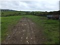 Field and Berryball Copse