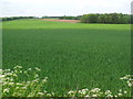 Wheat field near Crookham Eastfield, Northumberland