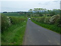 Strip of trees and quiet country lane near Crookham, Northumberland