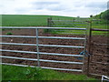 Cow-crossing on track to Marldown near Cornhill-on-Tweed