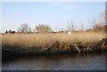 Reeds by the canal