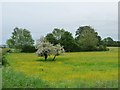 SU1256 : Blossom and buttercups alongside the River Avon by Christine Johnstone