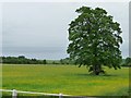 Tall tree on a buttercup yellow river bank