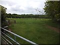 Sheep near Honeycott