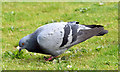 J3675 : Feral pigeon, Victoria Park, Belfast - May 2014(2) by Albert Bridge