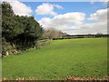 Sheep pasture near Teigncombe