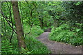 West Somerset : Woodland Path