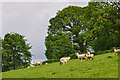 West Somerset : Grassy Field & Sheep