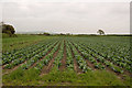 Cabbages on New Cross Farm