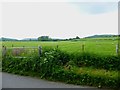 Large field with sheep near Parsonage Farm