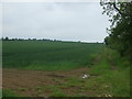 Crop field and farm track 