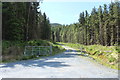 Forest Track near Shiel Hill