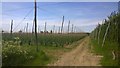 Kent Hop Fields