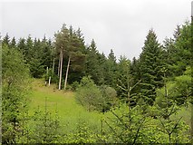 NM9615 : Old and new forestry, Tom an t-Saighdeir by Richard Webb