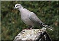 A collared dove (Streptopelia decaoto)