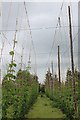 Hop field