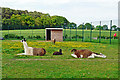 Goat and llama enclosure at Dobbies Garden World