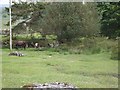 Dartmoor pony and foal at Bellever