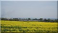 Oilseed rape