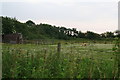 Dun-coloured pony in a paddock full of daisies