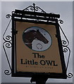 The Little Owl at Charlton Kings