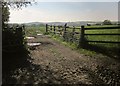 Sheep near Fishleigh Downs