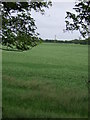 Crop field off Warrington Road