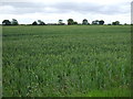 Crop field near Burtonwood