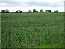 SJ5693 : Crop field near Burtonwood by JThomas