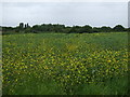 Crop field off Newton Road