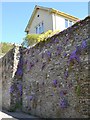 Purple flowers on a retaining wall, Abbey Road, Cornworthy