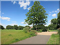 Tree and Cycleway