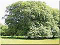 SX6060 : Cornwood: Oak on Heathfield Down by Martin Bodman