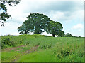 Field and trees