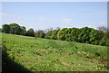 Field near Graylands