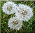 Dandelion clocks at Inverboyndie