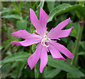 Ragged Robin (Lychnis flos-cuculi)