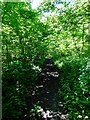 Path through Lippen Wood