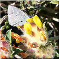 NJ3365 : Small Blue Butterfly (Cupido minimus) by Anne Burgess