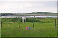 Torridge : Grassy Field & Horse