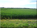 Crop field west of Jubits Lane