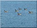SP9013 : Wilstone Reservoir - Canada Geese by Rob Farrow