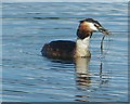 SP9012 : Wilstone Reservoir - Great Crested Grebe with weed by Rob Farrow