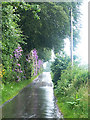 Country lane near Craigbeck