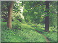 Footpath through woodland, St Ippolyts